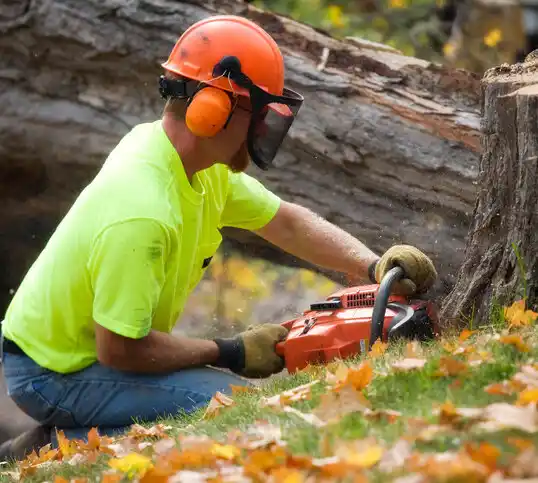 tree services Red Lake Falls